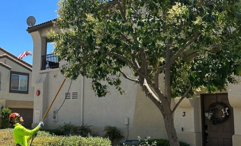 Worker holding a long pole beneath a tree beside a residential building