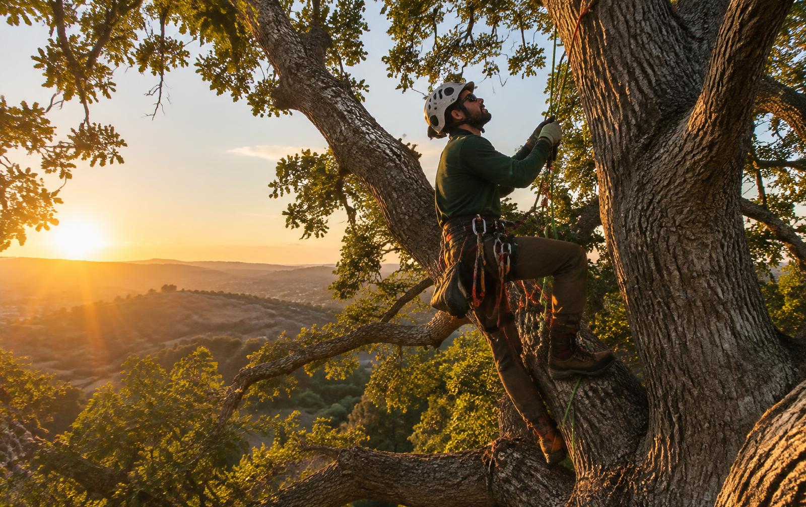 Arborist climbing an oak tree at sunset